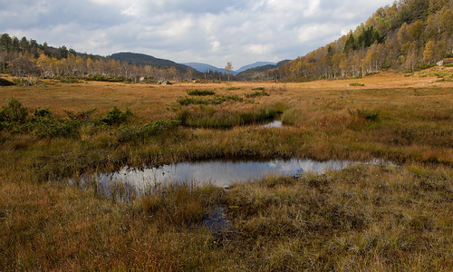sirdal vestagder norge norway autumn fall nature reflection trees nikond700 pool hønedalen yellow landscape