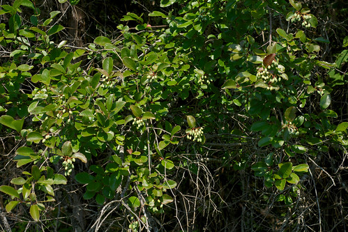 green fruit viburnum adoxaceae viburnumrufidulum rustyblackhaw