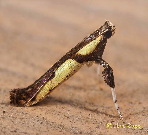 moth missouri gracillariidae caloptiliablandella leafblotchminer walnutcaloptilia