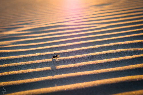 sunset beach insect 50mm soleil sand nikon beetle coucher sable plage insecte f14g d7000