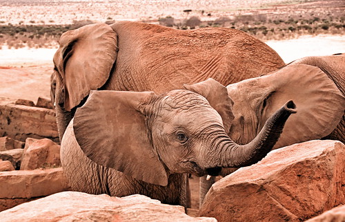 holiday elephant kenya lodge east safari elefant kenia ost tsavo reise tsavoeast voi kenyaholiday tsavoost voisafarilodge kenyaelephant keniaelefant keniareise