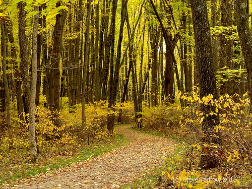 autumn trees ohio fall nature colors yellow forest woods scenic toledo metroparks oakopenings northwestohio