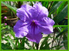 Ruellia simplex 'Purple Showers' (Britton’s Wild Petunia, Desert Petunia, Mexican Petunia, Mexican Bluebell)