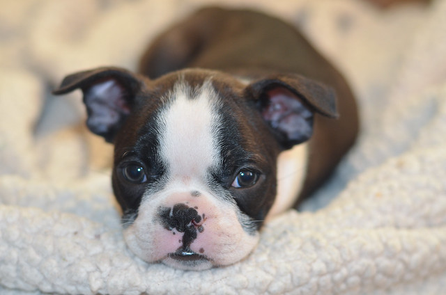 A small Boston Terrier puppy looking at the camera.