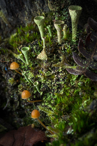 france macro photographie fungi champignon leslandes aquitaine beautifulearth catchen mycota mycètes morcenx régnedesmycotaetdesfungi