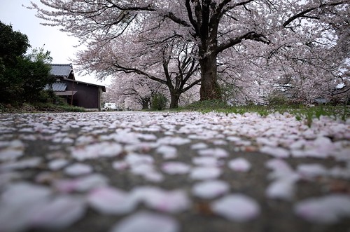 桜の花、舞い上がる道を 2014