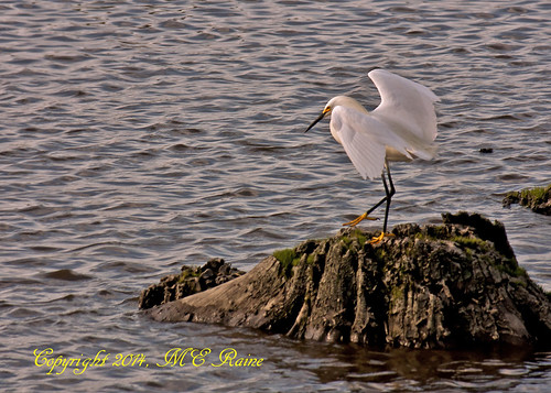 sunset white nature birds animal creek wildlife meadowlands marsh egret “golden marsh” “magic “snowy egret” “mill nj” hour” “secaucus