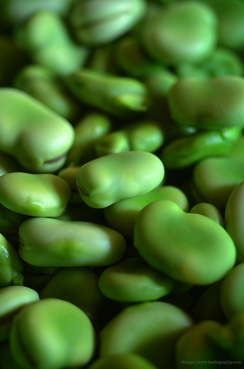 Broad Beans© by Haalo