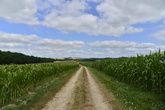 Chemin entre champs de maïs à l'ombre d'un nuage