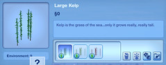 Large Kelp