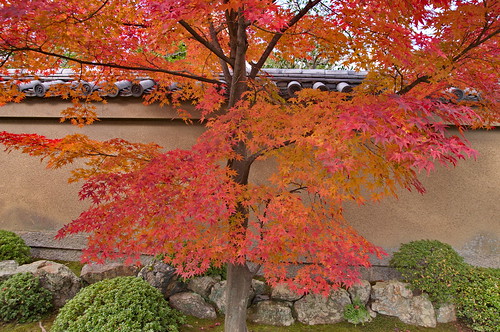 【写真】2012 紅葉 : 高桐院/2020-01-30/IMGP6908