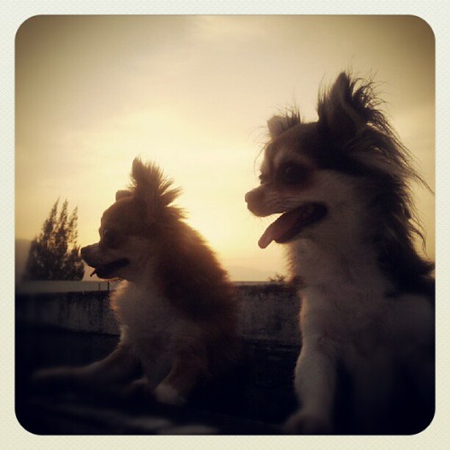 sunset dog pet chihuahua uploaded:by=flickstagram instagram:photo=2150291250347251583090946