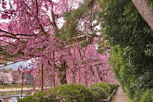 【写真】2013 桜 : 半木の道/2021-11-05/IMGP9495
