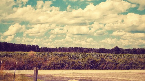 road trees sky nature field grass clouds fence landscape horizon country dirtroad