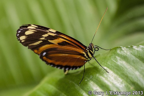usa brown white black hot canon butterfly garden ma outside eos wings open view you photos stripes magic conservatory spots butter inside deerfield 40d pteronymia garylestrangephotography notilla