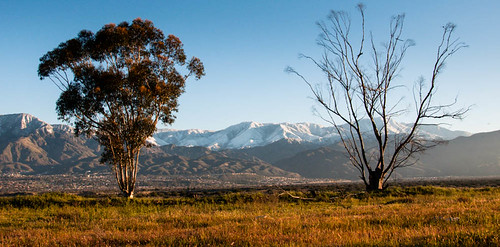 california morning trees snow mountains landscape photography sanbernardinocounty