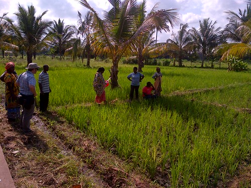 africa tanzania village rice paddy farmers farm district morogoro smallholder kiroka