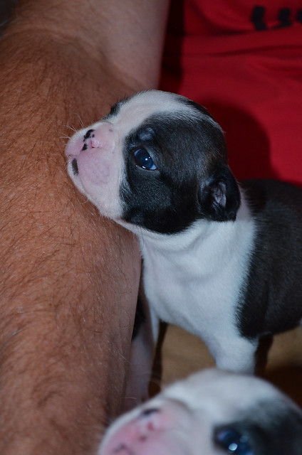 A closeup of very small Boston Terrier Puppy.