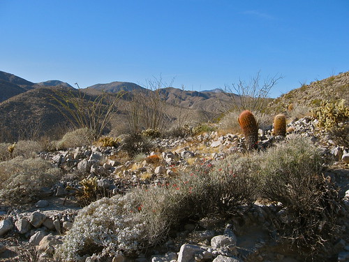 cactus landscape desert anzaborregodesertstatepark image2100 100xthe2014edition 100x2014