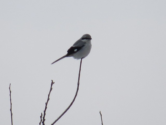 Northern Shrike in Normal, IL 03