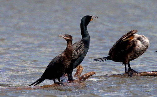 ohio aves cormorant neotropic ebird