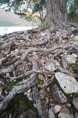 Loch Maree Tree Roots