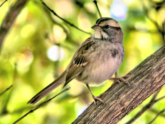 White-throated Sparrow HDR 3-20161020