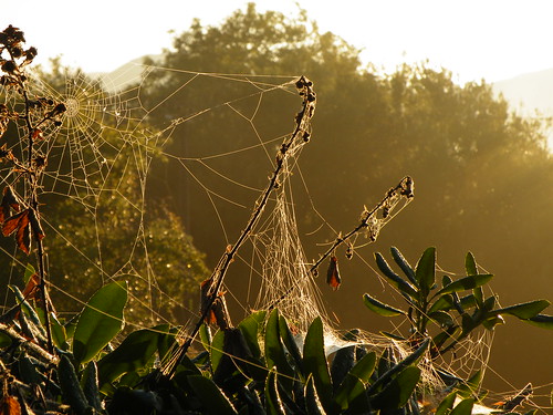 uk trees light nature leaves wales sunrise countryside october web spiderweb hedge 2013 rospix