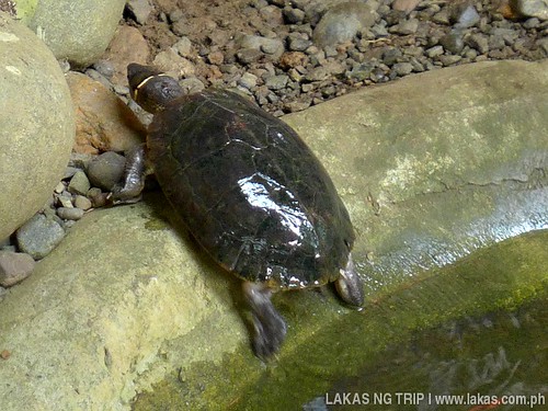 Palawan Forest Turtle, or what we locally call 'Bakoko'