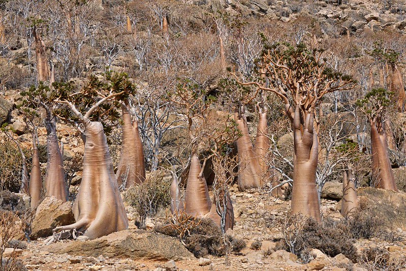 Bottle Trees, Socotra Island