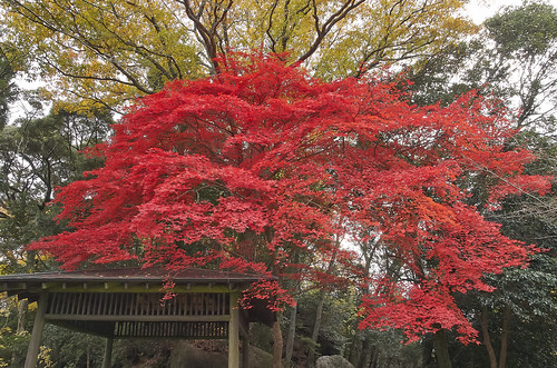 【写真】2013 紅葉 : 笠置山もみじ公園/2021-10-24/IMGP3627