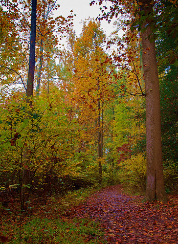 park autumn trees fall nature photography trail zuiko 2013 1442mm olympusdslre410 leesyvania