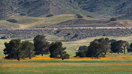 trees orange green nature grass canon landscape outdoors spring hiking hills lancaster april fields xs southerncalifornia antelopevalley californiapoppy mojavedesert poppie losangelescounty sigma18250mmf3563dcmacrooshsm