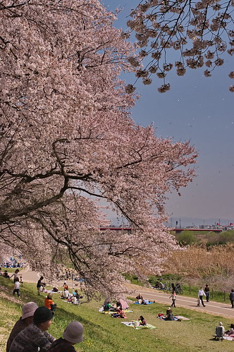 【写真】2013 桜 : 背割堤/2020-03-23/IMGP9676