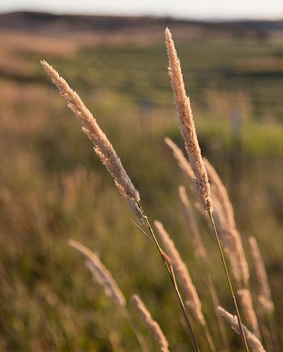 columbus field other montana