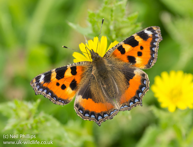 Small tortoiseshell, gatekeeper and common blue butterflies – UK Wildlife