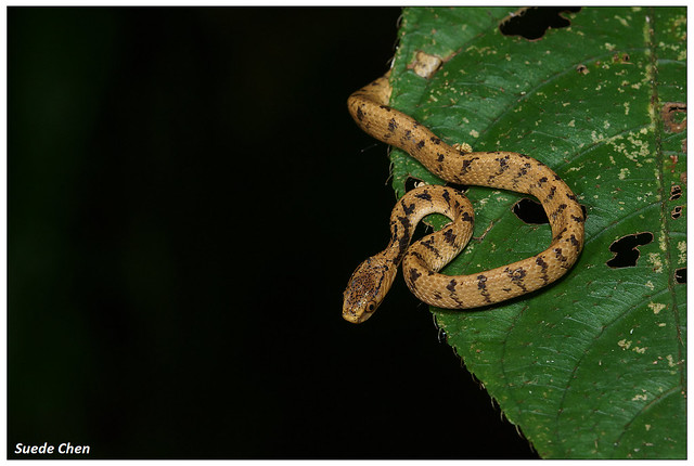 臺灣鈍頭蛇 Pareas formosensis (Van Denburgh, 1909)