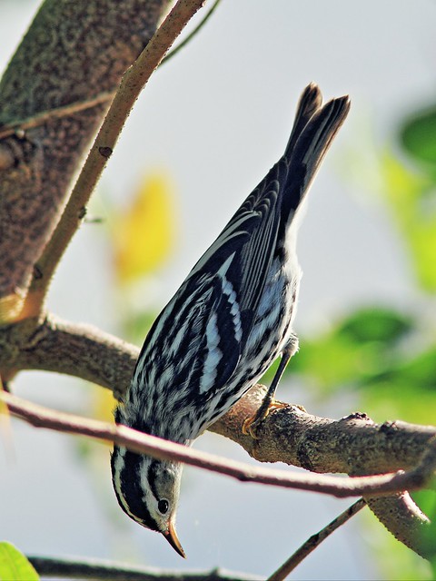 Black-and-white Warbler 6-20131017