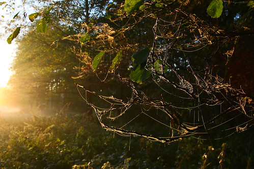 morning sunrise cobweb spreewald cobwebbed