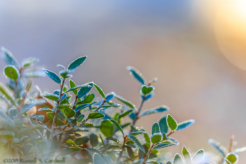 macro leaves closeup sunrise canon dawn backyard frost texas unitedstates outdoor sigma bluehour lumberton bmttx ifttt