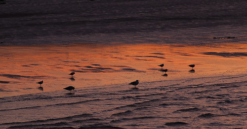 ireland water birds sunrise donegal buncrana 2013 december2013