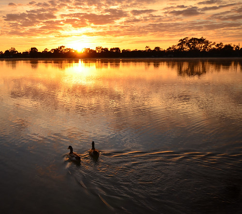 morning autumn light two sun lake reflection sunrise reflections dawn nikon couple wake pair ducks australia victoria vic ripples hopetoun mallee d5100 lakelascelles nikond5100 phunnyfotos