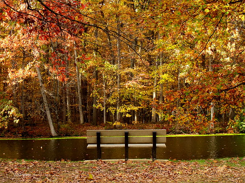 bench woods leaves view scenery lake water park fall november autumn evergreenlake oakopenings toledometroparks toledo northwestohio trees