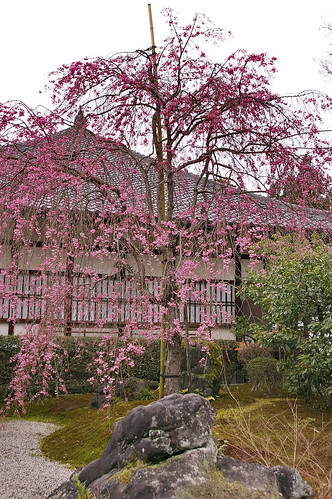 【写真】2013 桜 : 常照寺/2021-10-03/IMGP9549