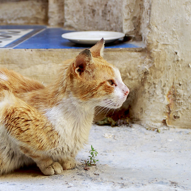 Maltese cat