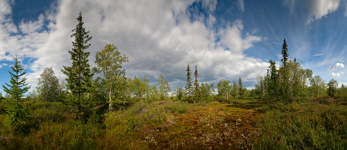 wood travel wild summer sky terrain cloud plant color tree green tourism nature ecology grass closeup zeiss forest season landscape outdoors leaf bush woods flora scenery day view bright hyperfocal russia outdoor background wildlife north scenic sunny fresh clean valley lee nordic birch wilderness polar northern botany russian tundra taiga moist distagon uncultivated carlzzeiss distagont2821 czdistagon czdistagoncom