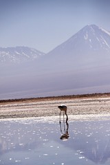 flamingo in Chile智利的火烈鸟Soncor, Región de Antofagasta, Chile