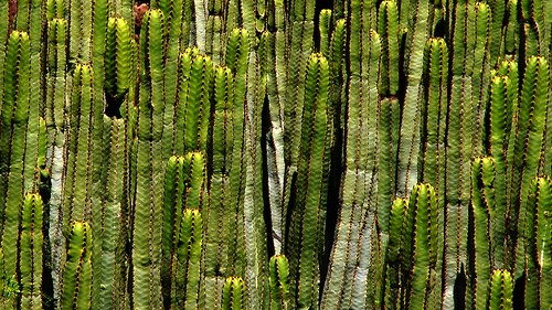 cactus euphorbia canary island kanaren teneriffa tenerife green grün spiny stachelig sundaylights