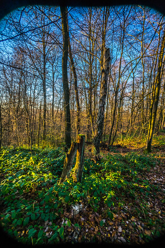 wood morning winter tree forest sunrise dead europe belgium sony treetrunk chu liege liège 16mmf28 sarttilman walloonregion