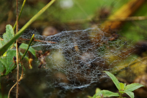 spider pentax spiderweb sachsen spinne spinnennetz k30 pentaxlife